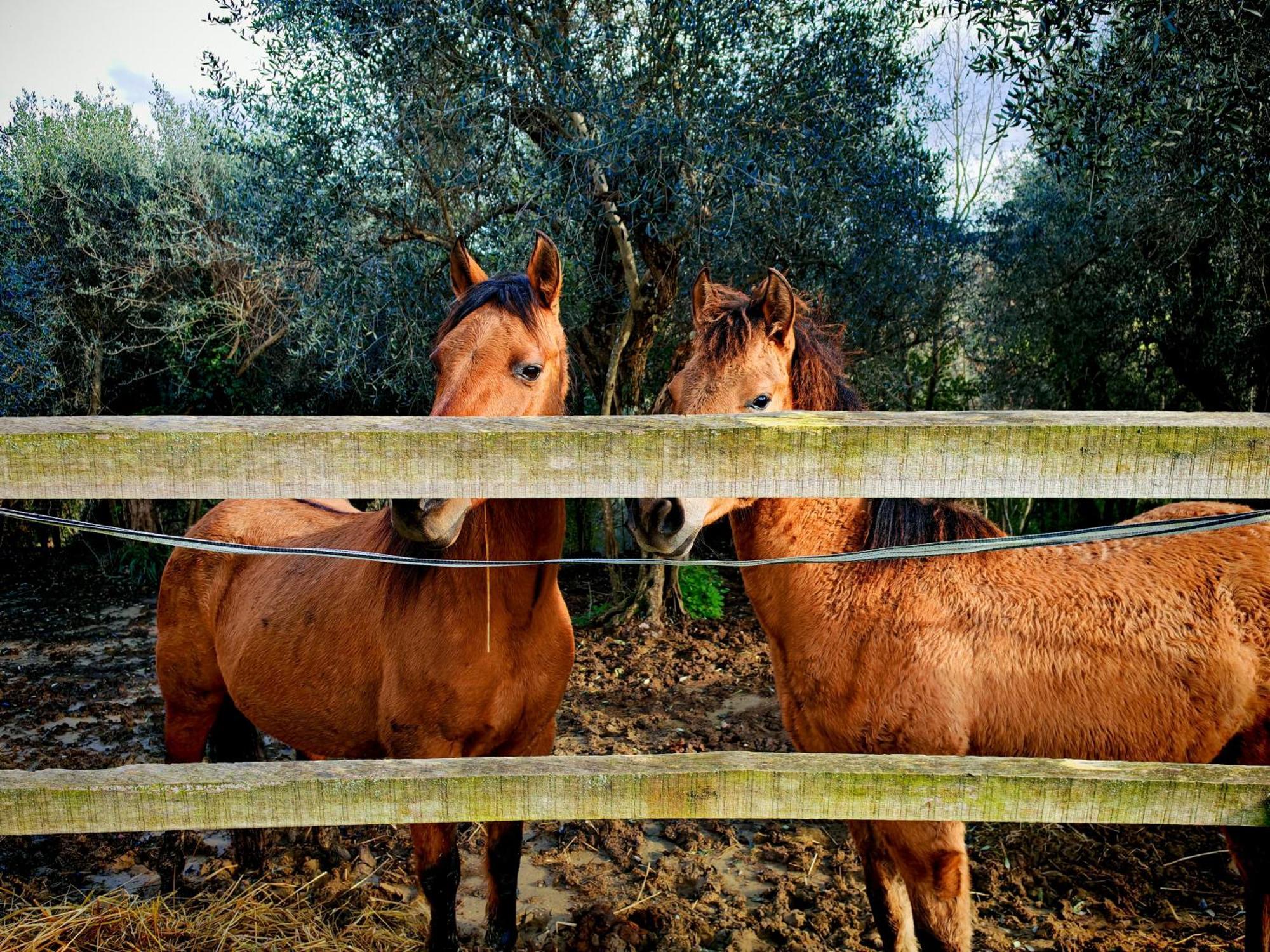 Podere Orzale Agri Hospitality Usigliano ภายนอก รูปภาพ